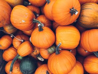 Pumpkinfestfarmshopnoahsark (3)
