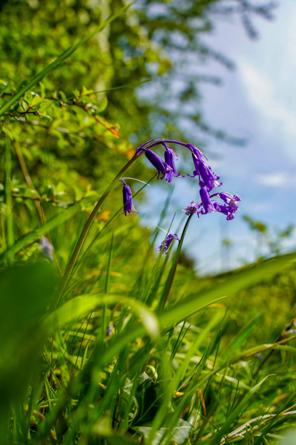 Thefarmshopbluebellsapril2025 (5 Of 5)